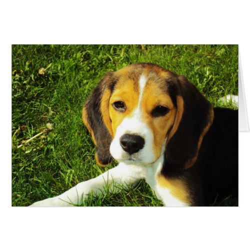 Beagle Puppy Card