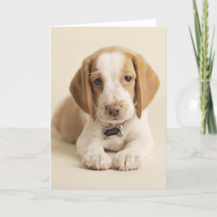Beagle Puppy Card