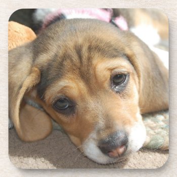 Beagle Puppy Coasters by Mousefx at Zazzle