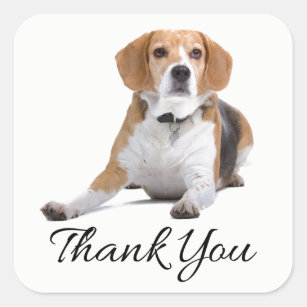 Personalized Thank You Beagle Puppy Gifts on Zazzle