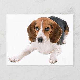 Beagle Puppy Dog Blank Hello, Thank you, Miss You Postcard