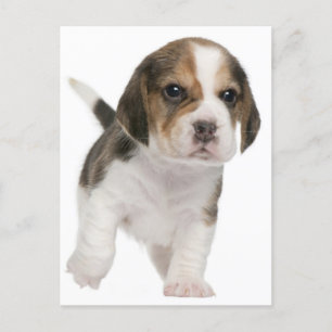 Beagle Puppy Dog Greeting Post Card