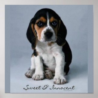 Beagle Puppy Dog Photo Poster