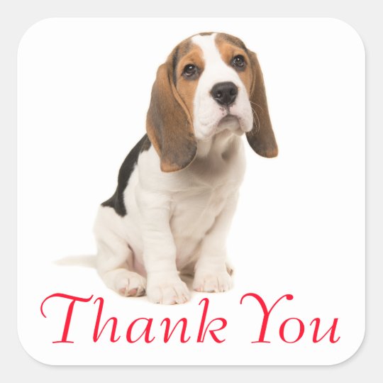 Beagle Puppy Dog Red Thank You - Wedding Party Square Sticker | Zazzle.com