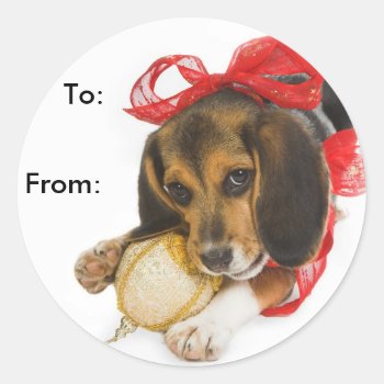 Beagle Puppy Gift Tags by xmasstore at Zazzle