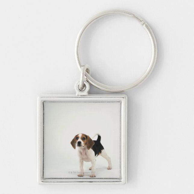 Beagle puppy keychain (Front)