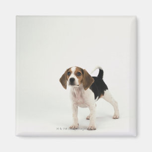Beagle puppy magnet