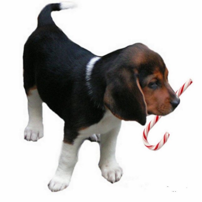 Beagle Puppy Ornament (Front)