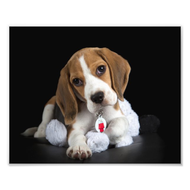Beagle Puppy Photo Print (Front)