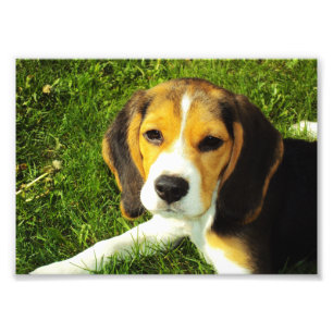 Beagle Puppy Photo Print