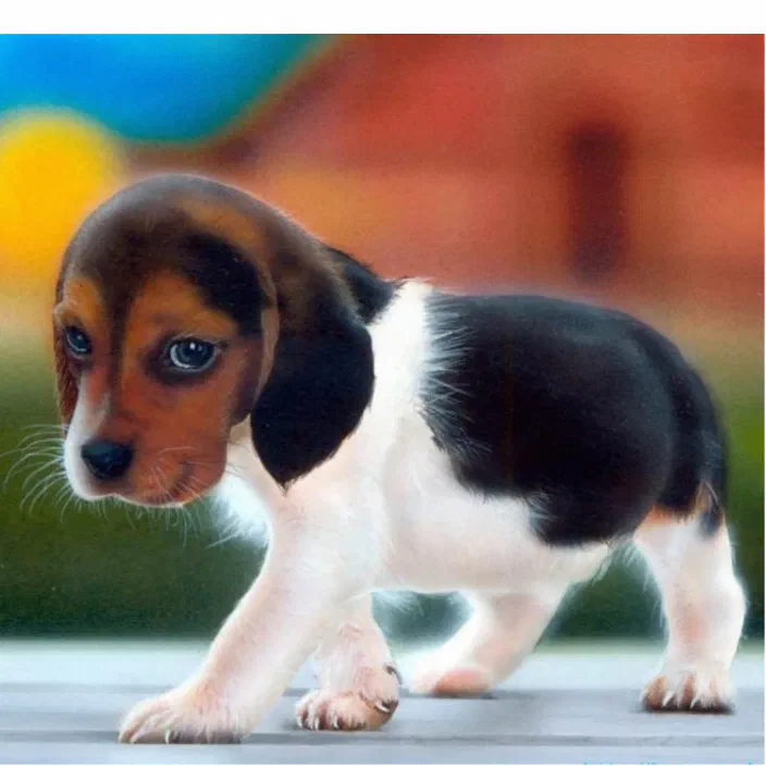 Best Beagle Names: What to Name a Beagle Puppy – American Kennel Club