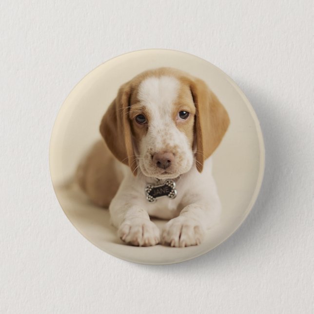 Beagle Puppy Pinback Button (Front)