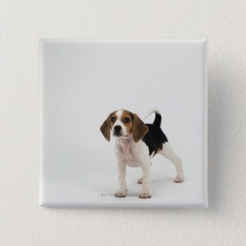 Beagle Puppy Pinback Button by prophoto at Zazzle