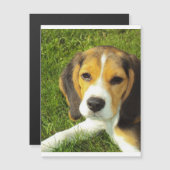 beagle puppy.png (Front/Back)