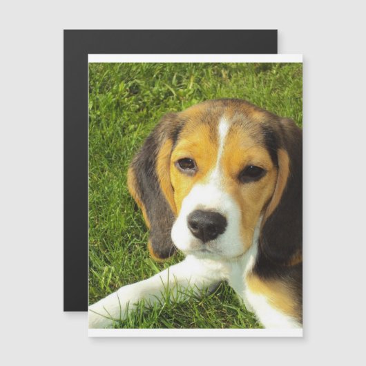 beagle puppy.png (Front/Back)