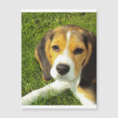 beagle puppy.png (Front)