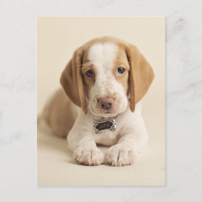 Beagle Puppy Postcard (Front)