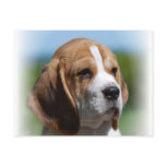 Beagle Puppy Postcard