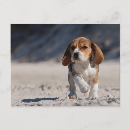 Beagle puppy postcard
