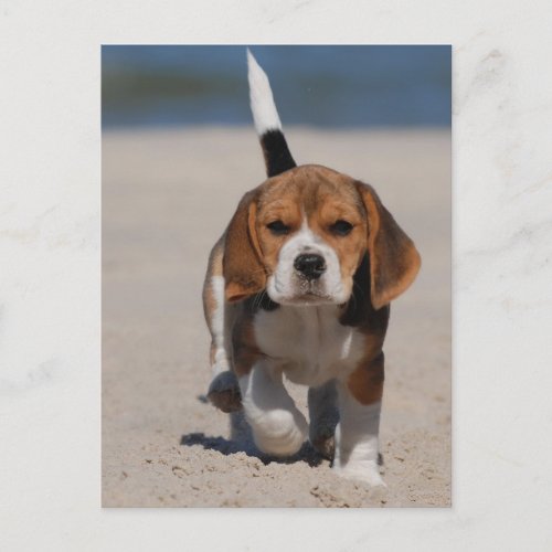 Beagle puppy postcard