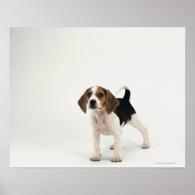 Beagle puppy poster (Front)