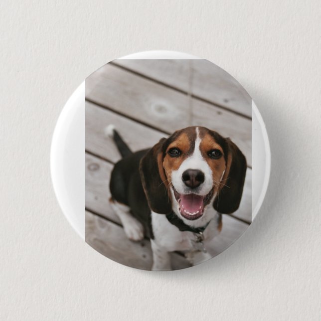 Beagle_puppy sitting button (Front)