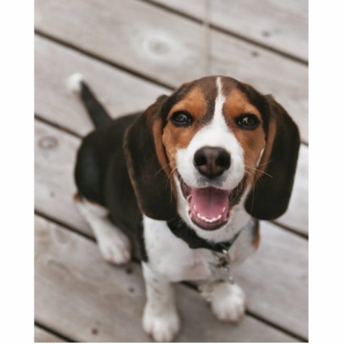 Beagle_puppy sitting cutout