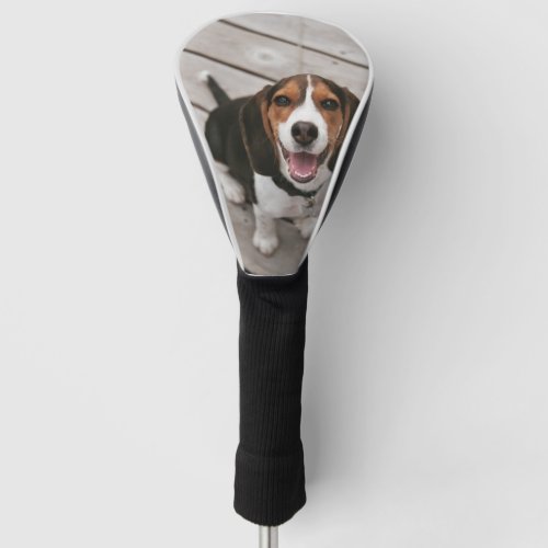 Beagle_puppy sitting golf head cover