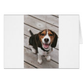 Beagle_puppy sitting.png (Front Horizontal)