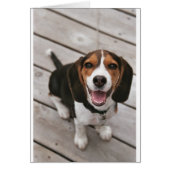 Beagle_puppy sitting.png (Front)