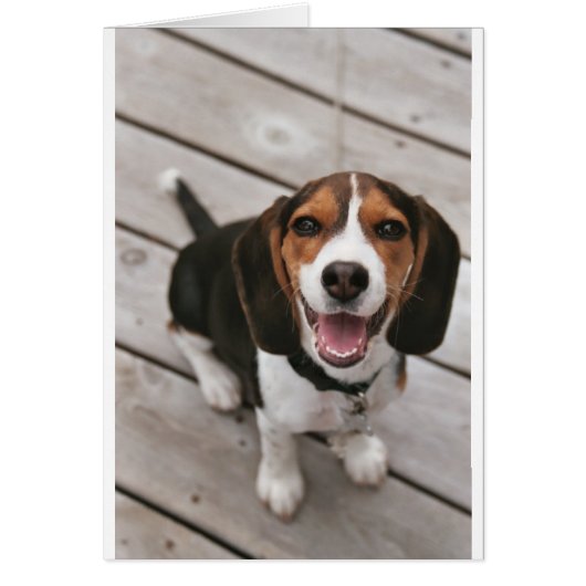 Beagle_puppy sitting.png (Front)