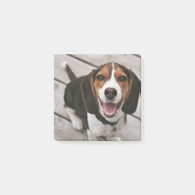 Beagle_puppy sitting post-it notes (Front)