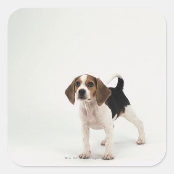 Beagle Puppy Square Sticker by prophoto at Zazzle