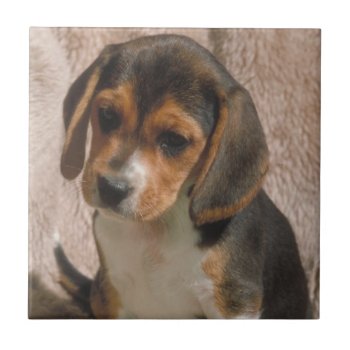 Beagle Puppy Tile by walkandbark at Zazzle