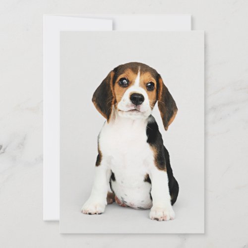 Beagle Puppy unbelievably cute Card