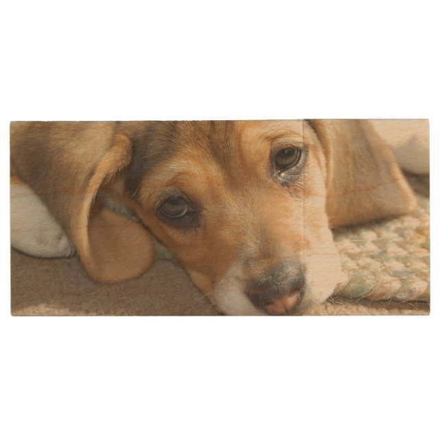 Beagle Puppy USB Flash Drive (Front)