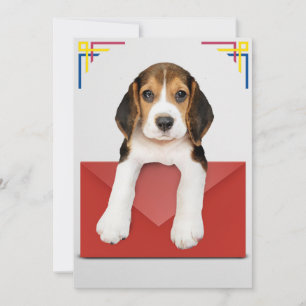Beagle puppy with Red Envelope Card