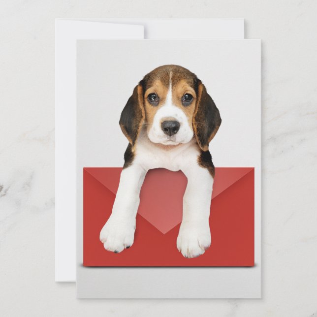 Beagle puppy with Red Envelope Card (Front)