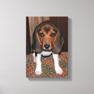 Beagle Puppy Wrapped Canvas Print