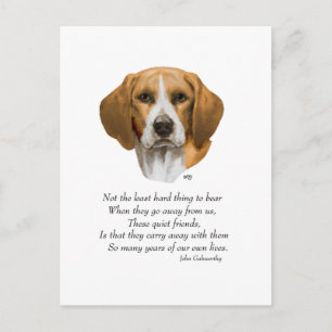 Beagle Rainbow Bridge Postcard