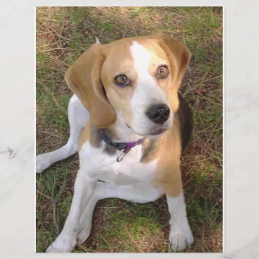 Beagle sitting 2 (Front)