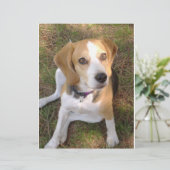Beagle sitting 2 (Standing Front)