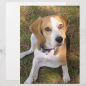 Beagle sitting 2 (Front/Back)
