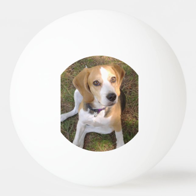 Beagle sitting 2 Ping-Pong ball (Front)