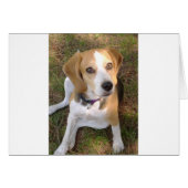 Beagle sitting 2.png (Front Horizontal)