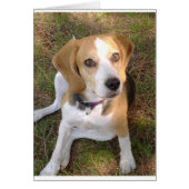 Beagle sitting 2.png (Front)