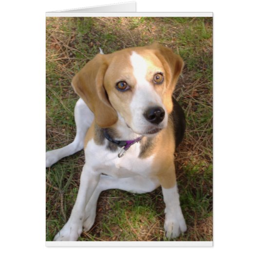 Beagle sitting 2.png cards (Front)