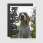 beagle sitting.png (Front/Back)