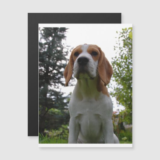 beagle sitting.png (Front/Back)