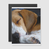beagle sleeping.png (Front/Back)
